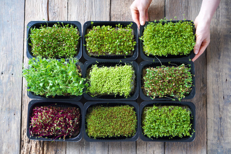 Garden Variety Grow sprouts and microgreens at home News, Sports
